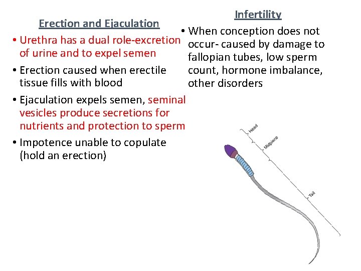 Infertility Erection and Ejaculation • When conception does not • Urethra has a dual