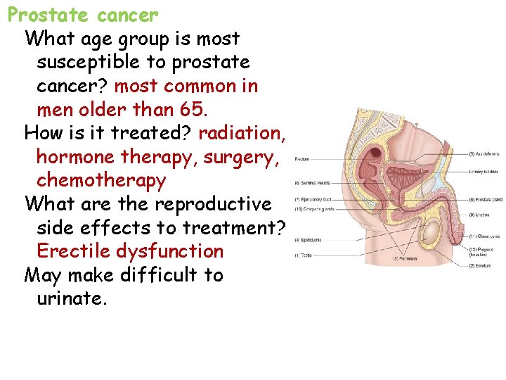 Prostate cancer What age group is most susceptible to prostate cancer? most common in