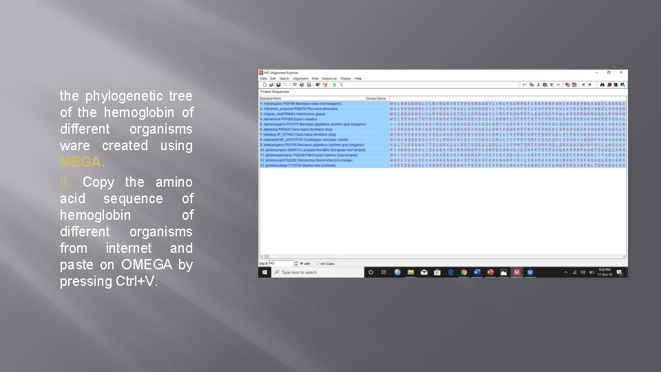 the phylogenetic tree of the hemoglobin of different organisms ware created using MEGA. 6.