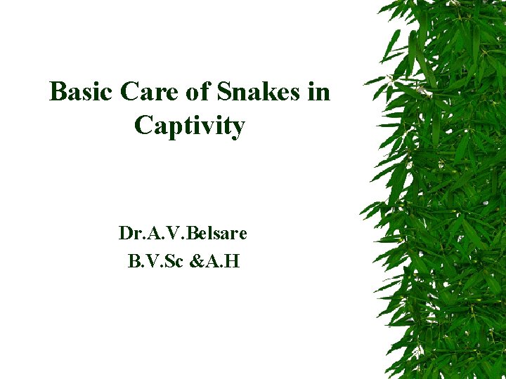 Basic Care of Snakes in Captivity Dr. A. V. Belsare B. V. Sc &A.