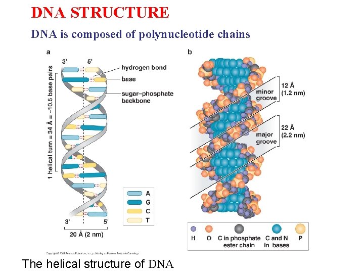 DNA STRUCTURE DNA is composed of polynucleotide chains The helical structure of DNA 