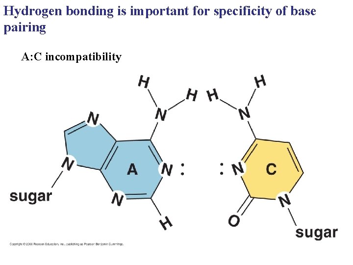 Hydrogen bonding is important for specificity of base pairing A: C incompatibility 