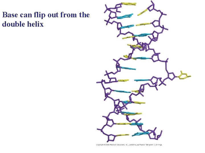 Base can flip out from the double helix 