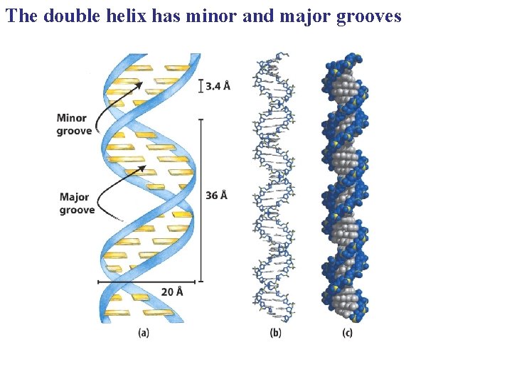 The double helix has minor and major grooves 