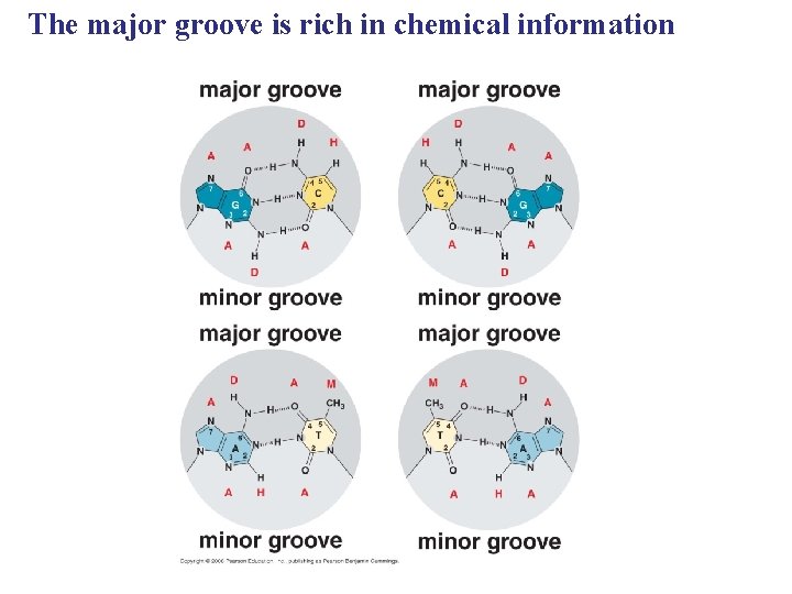 The major groove is rich in chemical information 