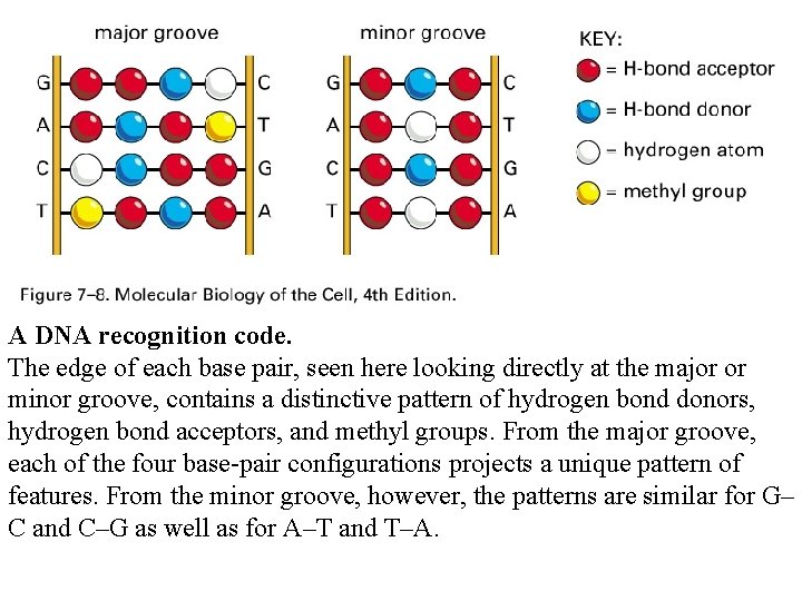 A DNA recognition code. The edge of each base pair, seen here looking directly