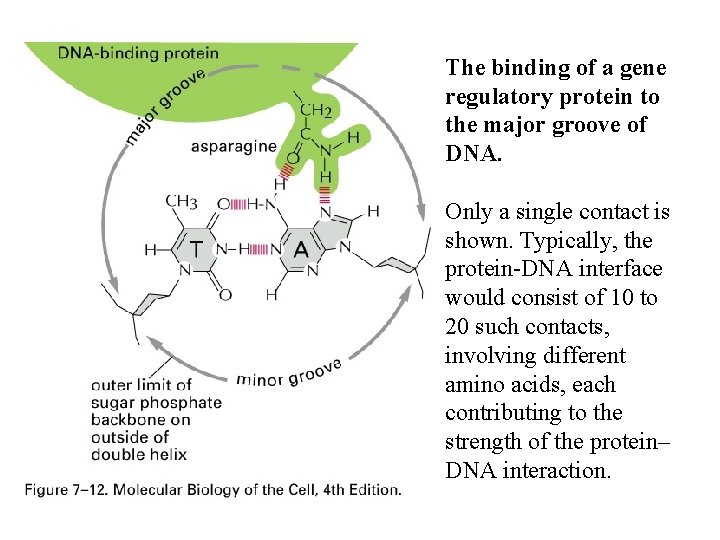 The binding of a gene regulatory protein to the major groove of DNA. Only