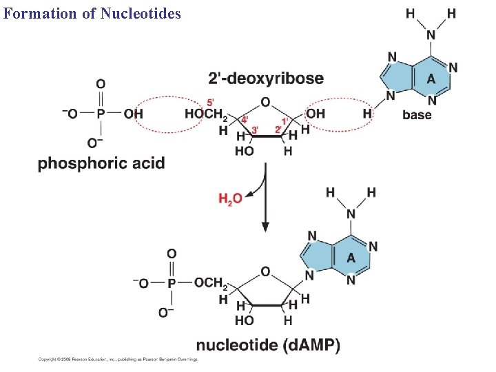 Formation of Nucleotides 