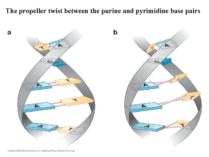 The propeller twist between the purine and pyrimidine base pairs 