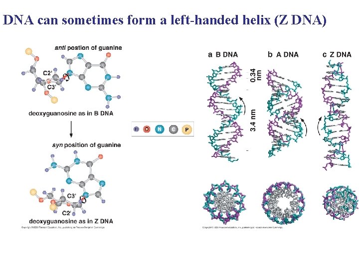 DNA can sometimes form a left-handed helix (Z DNA) 