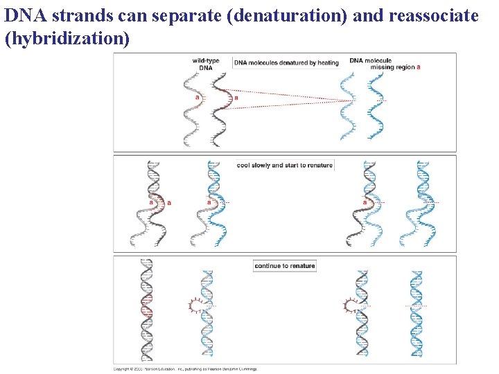 DNA strands can separate (denaturation) and reassociate (hybridization) 