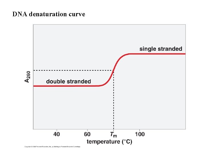 DNA denaturation curve 