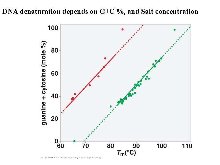 DNA denaturation depends on G+C %, and Salt concentration 