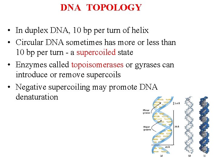 DNA TOPOLOGY • In duplex DNA, 10 bp per turn of helix • Circular