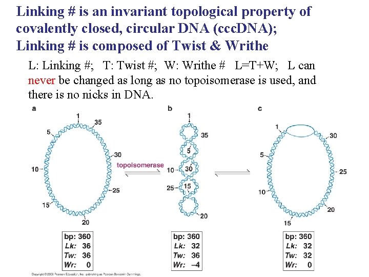 Linking # is an invariant topological property of covalently closed, circular DNA (ccc. DNA);