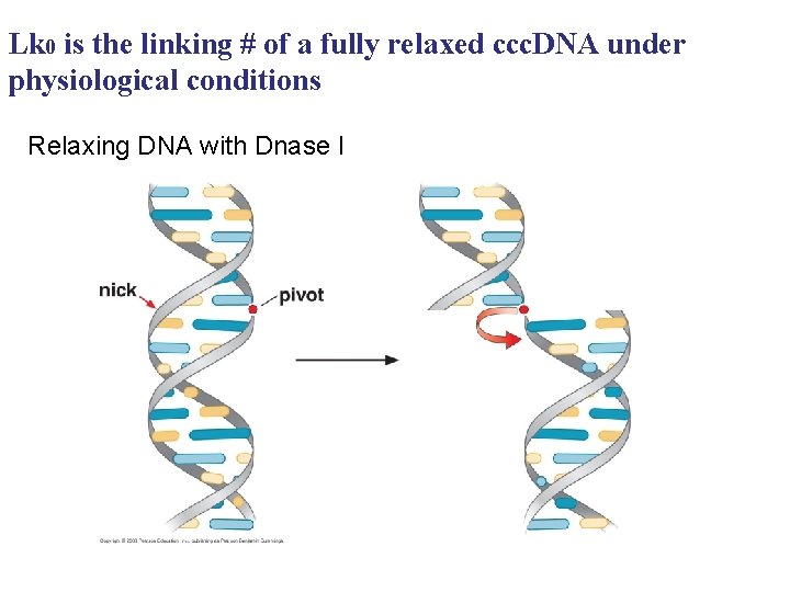 Lk 0 is the linking # of a fully relaxed ccc. DNA under physiological