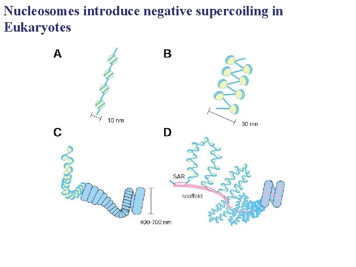 Nucleosomes introduce negative supercoiling in Eukaryotes 