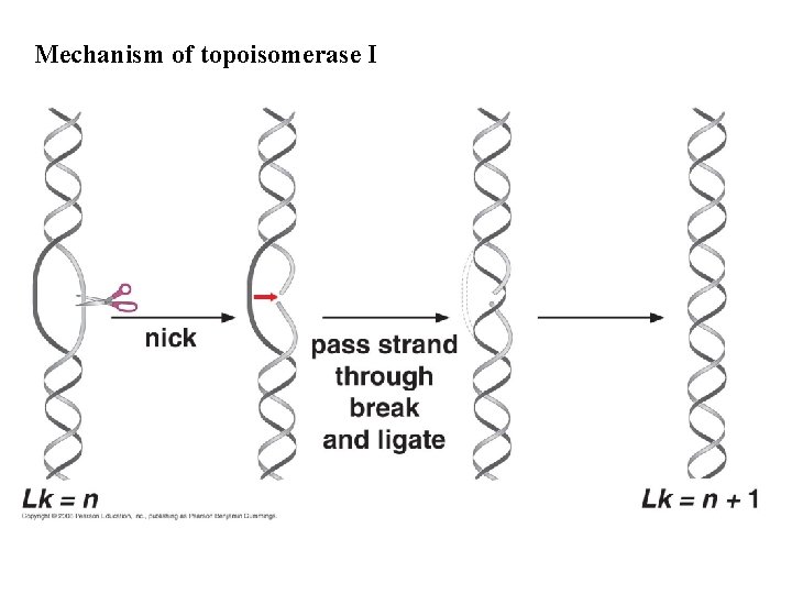 Mechanism of topoisomerase I 