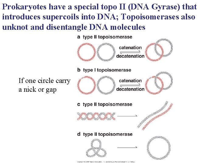 Prokaryotes have a special topo II (DNA Gyrase) that introduces supercoils into DNA; Topoisomerases