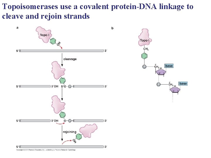 Topoisomerases use a covalent protein-DNA linkage to cleave and rejoin strands 