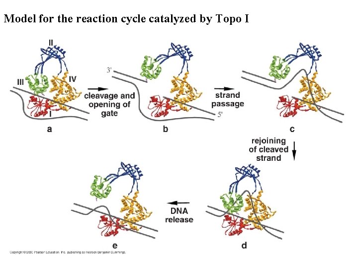 Model for the reaction cycle catalyzed by Topo I 