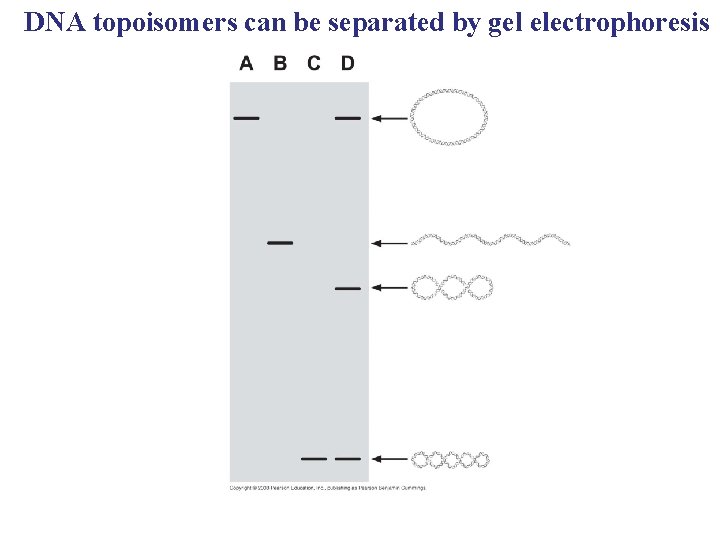 DNA topoisomers can be separated by gel electrophoresis 