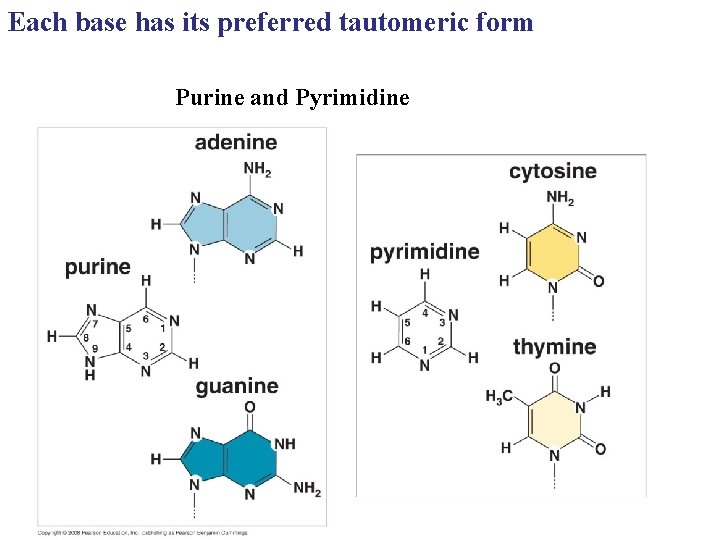 Each base has its preferred tautomeric form Purine and Pyrimidine 