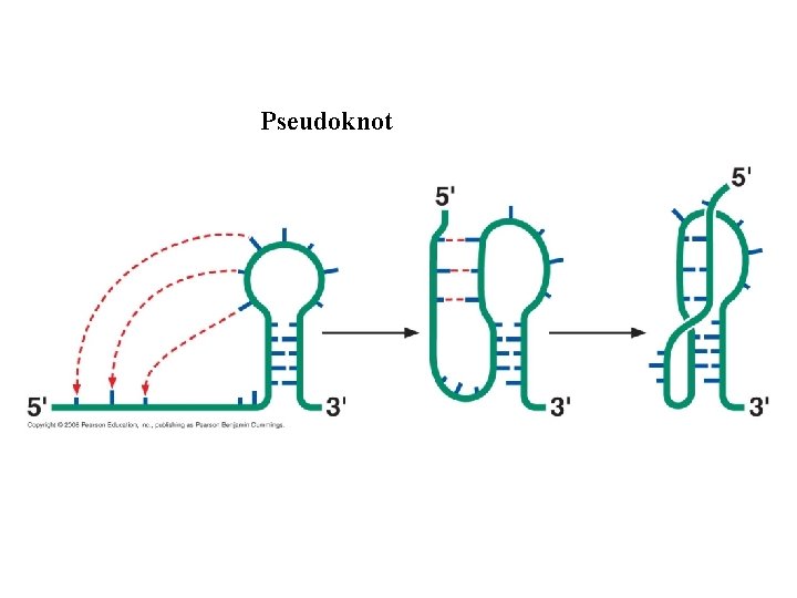 Pseudoknot 