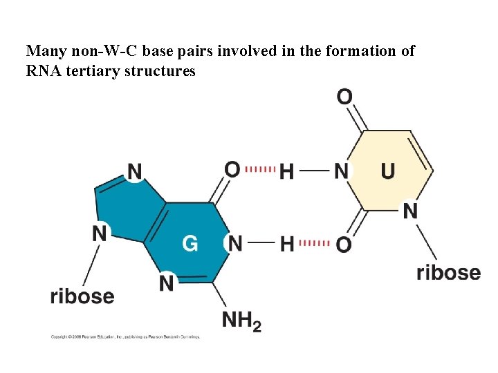 Many non-W-C base pairs involved in the formation of RNA tertiary structures 