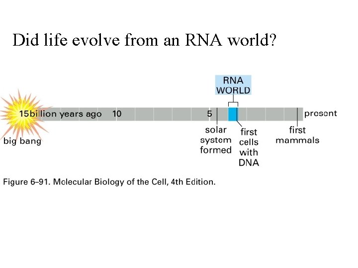 Did life evolve from an RNA world? 