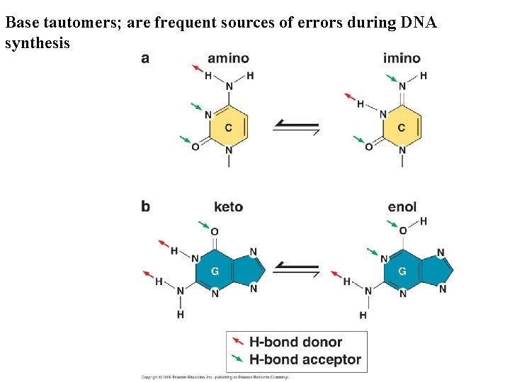 Base tautomers; are frequent sources of errors during DNA synthesis 