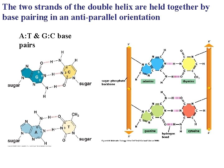 The two strands of the double helix are held together by base pairing in
