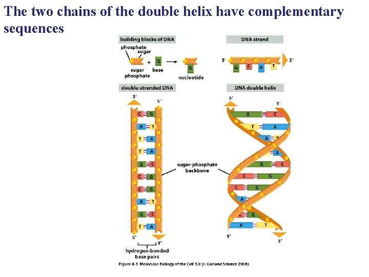 The two chains of the double helix have complementary sequences 