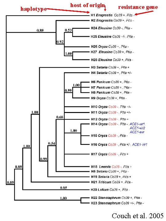 haplotype host of origin resistance gene Couch et al. 2005 