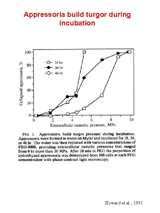 Appressoria build turgor during incubation Howard et al. , 1991 