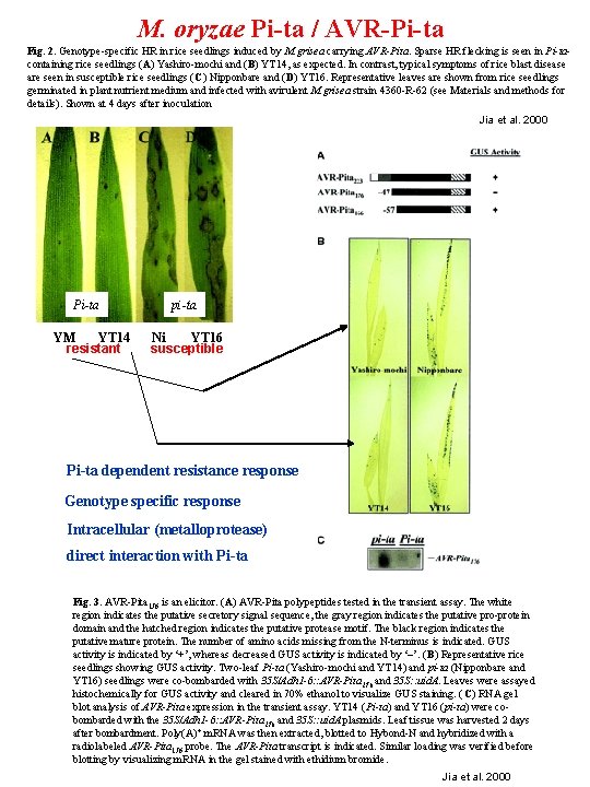 M. oryzae Pi-ta / AVR-Pi-ta Fig. 2. Genotype-specific HR in rice seedlings induced by
