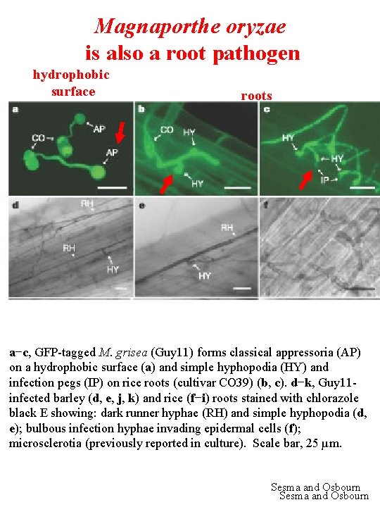 Magnaporthe oryzae is also a root pathogen hydrophobic surface roots a−c, GFP-tagged M. grisea
