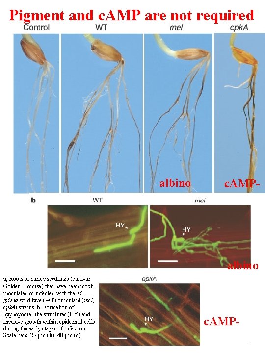 Pigment and c. AMP are not required albino c. AMP- albino a, Roots of