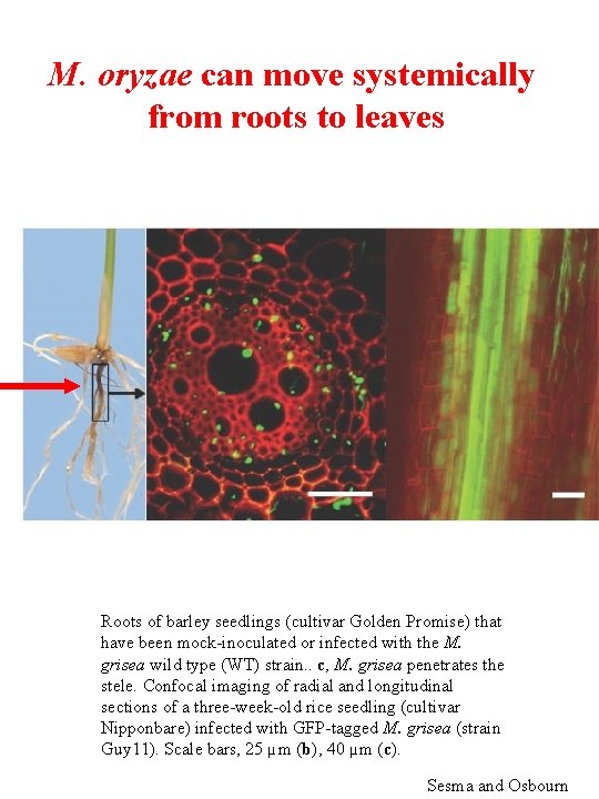 M. oryzae can move systemically from roots to leaves Roots of barley seedlings (cultivar