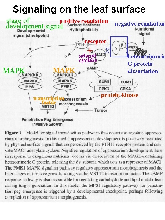 Signaling on the leaf surface positive regulation negative regulation stage of development signal receptor