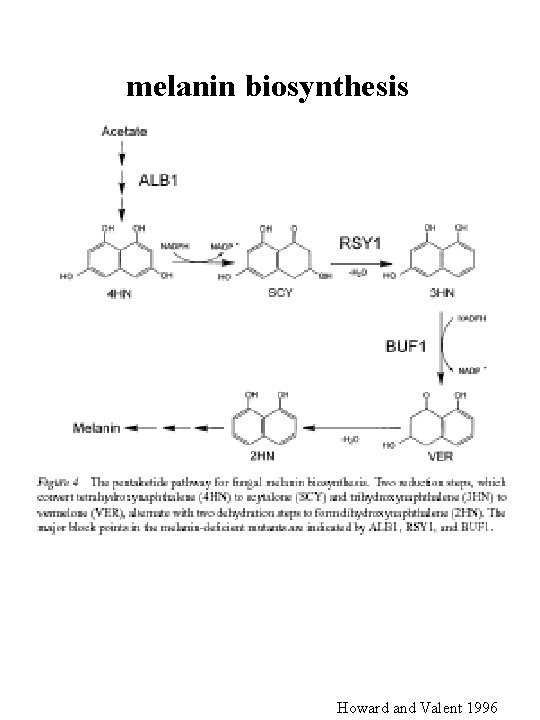 melanin biosynthesis Howard and Valent 1996 