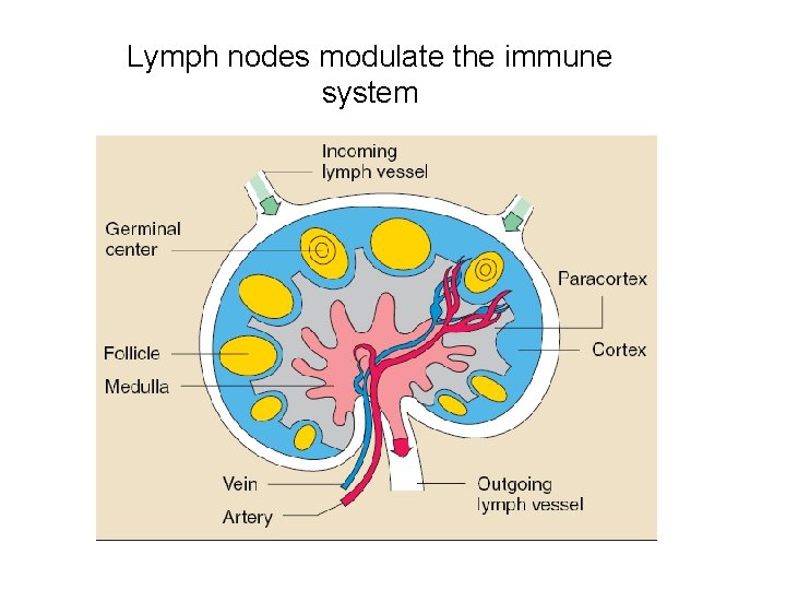 Lymph nodes modulate the immune system 