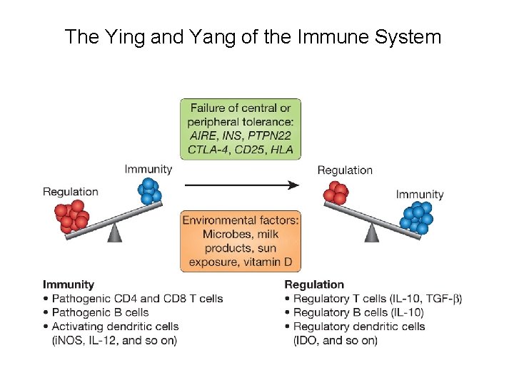 The Ying and Yang of the Immune System 