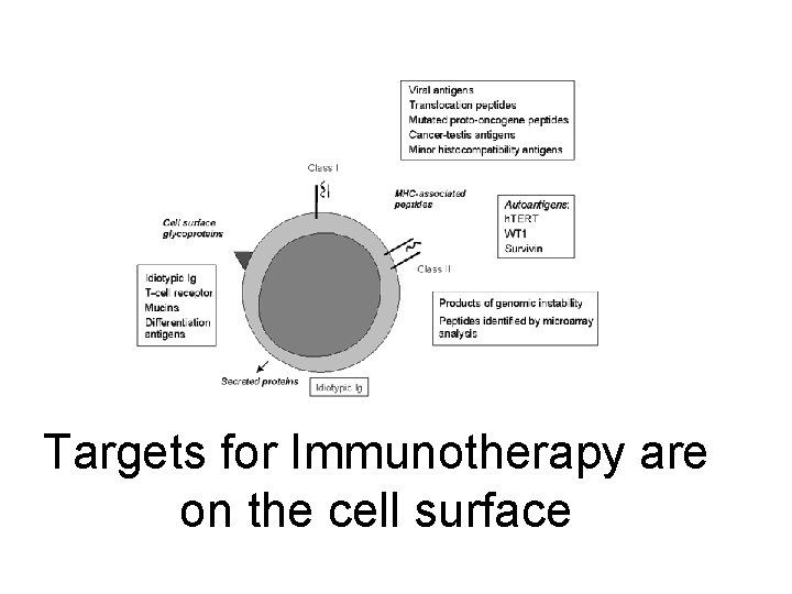 Targets for Immunotherapy are on the cell surface 