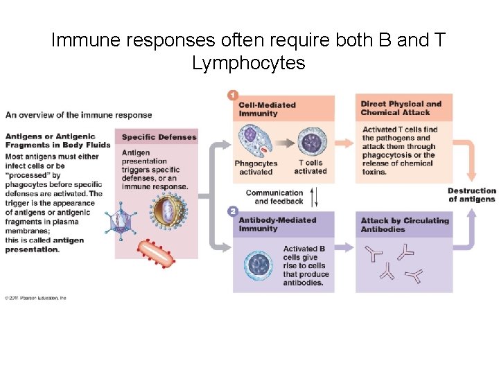 Immune responses often require both B and T Lymphocytes 