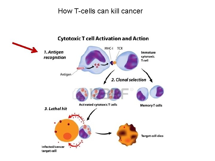 How T-cells can kill cancer 