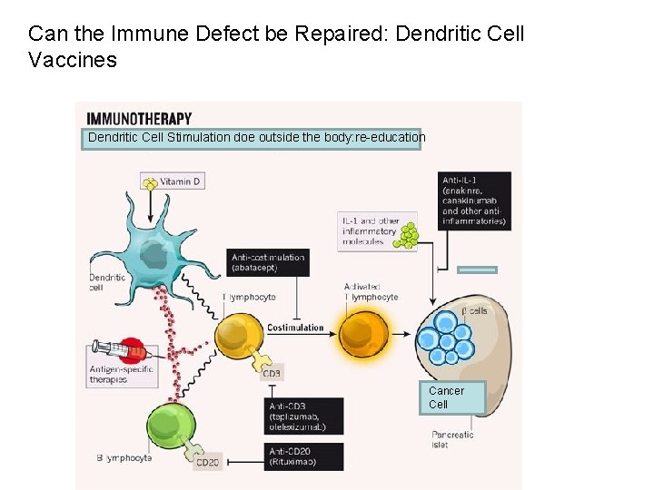 Can the Immune Defect be Repaired: Dendritic Cell Vaccines Dendritic Cell Stimulation doe outside