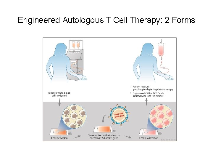 Engineered Autologous T Cell Therapy: 2 Forms 