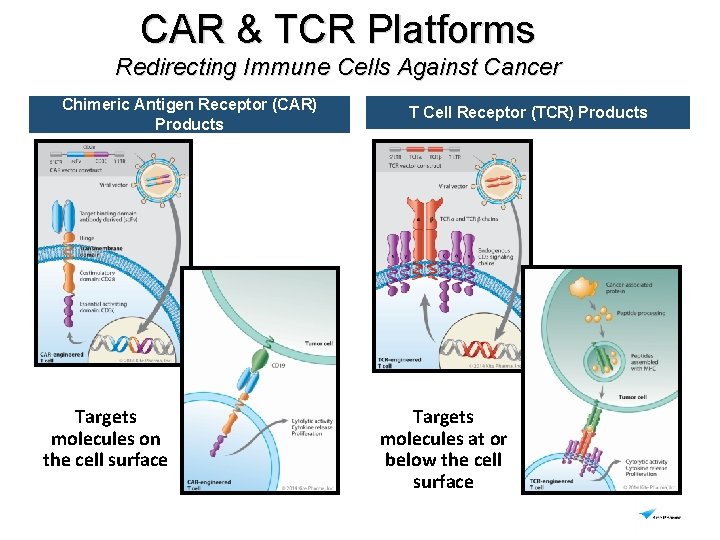 CAR & TCR Platforms Redirecting Immune Cells Against Cancer Chimeric Antigen Receptor (CAR) Products