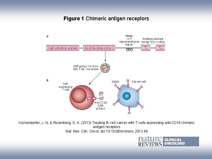 Figure 1 Chimeric antigen receptors Kochenderfer, J. N. & Rosenberg, S. A. (2013) Treating